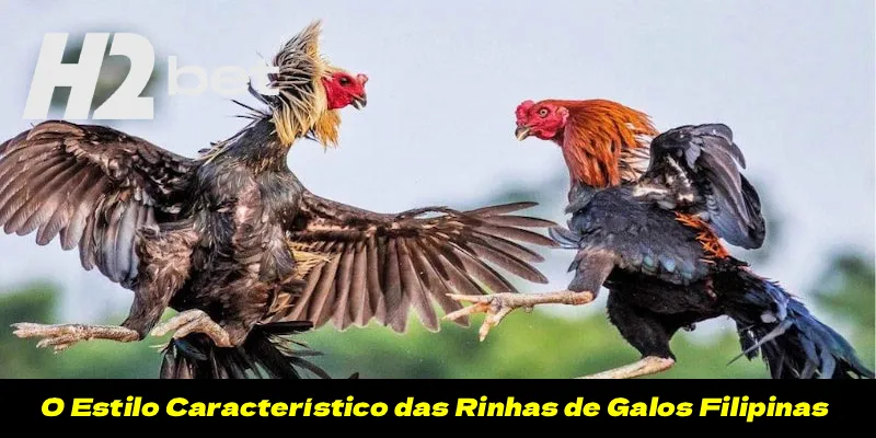 O Estilo Característico das Rinhas de Galos Filipinas